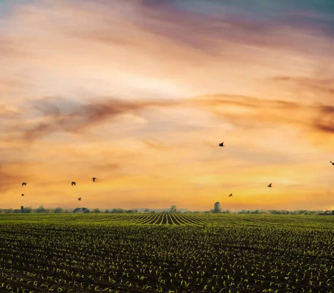 wide-angle-view-at-young-corn-fields-spring-time-s-2023-11-27-05-09-38-utc_9_11zon